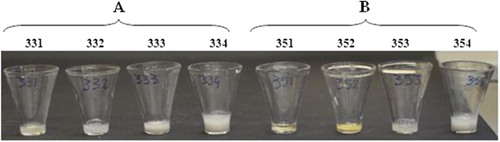 Figure 3. 3A: Semen collected from uninfected control birds (numbers 331, 332, 333, 334). 3B: Semen collected from cockerels infected intranasally with G. anatis (numbers 351, 352, 353, 354), 10 d.p.i. Note the abnormal consistency of semen from the first three samples (numbers 351, 352, 353) of the infected birds.