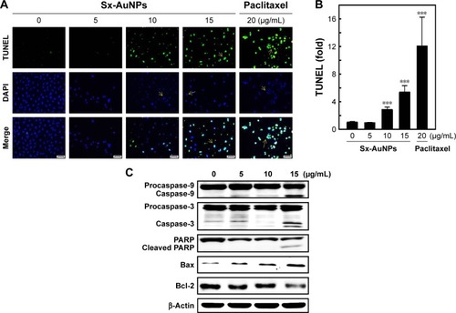 Figure 7 Sx-AuNPs trigger apoptotic DNA fragmentation through activation of mitochondrial pathways in C666-1 cells. Cells were treated with various concentrations of Sx-AuNPs (0–15 µg/mL) for 24 hours.Notes: (A) Apoptotic DNA fragmentation was determined by TUNEL assay. The green fluorescence indicates TUNEL-positive cells in the microscopic fields (200× magnification) from three separate samples. (B) The fold of apoptotic cells was calculated by measuring the fluorescence intensity of treated cells using commercially available software. Paclitaxel (20 µg/mL) was used as a positive control. Cells were treated with various concentrations of Sx-AuNPs (0–15 µg/mL) for 24 hours. (C) Changes in protein levels of procaspase-9, caspase-9, procaspse-3, caspase-3, and PARP were estimated by Western blotting. β-Actin was used as a loading control. Sx-AuNPs increased the ratio of Bax/Bcl-2. Dose-dependent (0–15 µg/mL) effects of Sx-AuNPs on changes in Bax and Bcl-2 proteins were determined by Western blotting. Relative changes in the ratio of Bax/Bcl-2 in accordance with the dose were measured by commercially available quantitative software with the control representing onefold. Values are expressed as mean ± SD (n=3). Values were considered significant at ***P<0.001 compared with untreated control cells.Abbreviations: AuNP, gold nanoparticle; Sx, Solanum xanthocarpum.