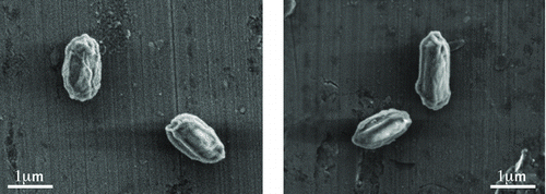 FIG. 3 Electron micrographs of: (a) BG spores and (b) Bti spores.