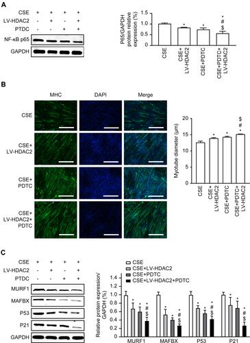 Figure 6 Effects of NF-κB pathway on HDAC2-regulated atrophy and senescence in C2C2 cells. (A) Western blot assays for NF-κBp65 expression after overexpression of HDAC2 and PDTC in CSE. (B) Immunofluorescence detection of myotube diameter, 100×. (C) Western blot assays for MURF1, MAFbx, P53, and P21. Values are expressed as means±SD. Experiments were repeated 3 times with similar results. *p<0.05 vs CSE group, #p<0.05 vs CSE+LV-HDAC2 group, $p<0.05 vs CSE+PDTC group.