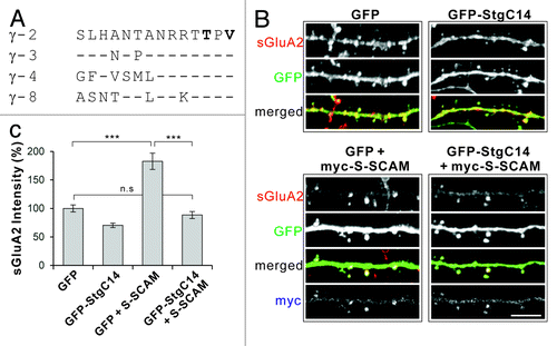 Figure 1. Overexpression of Stargazin C-terminal peptides (GFP-StgC14) blocks the S-SCAM-induced increase of surface AMPA receptor levels in hippocampal neurons. (A) Sequence alignment of the last 14 amino acids of various TARPs involved in the PDZ interaction. (B) Representative images of surface GluA2 staining in dendritic segments of neurons transfected with GFP alone (control), GFP-StgC14 alone, GFP + myc-S-SCAM, or GFP-StgC14 + myc-S-SCAM. (C) Quantification of the effect of Stg-C14 and S-SCAM on surface GluA2. Scale bar represents 5 µm. ***p < 0.001; n.s, not significant; n = 30 per condition.