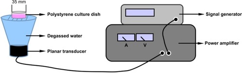 Figure 1 Ultrasonic exposure system.Note: The culture dish was placed above the center of the transducer (1.0 MHz center frequency, 10% duty factor), which was placed 12 cm above a bath of degassed water for in vitro experiments.