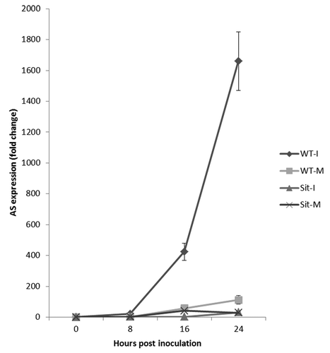 Figure 2. Expression of asparagine synthetase in wild type (WT) and sitiens (Sit) plants following infection with B. cinerea (M: mock; I: infected). The qPCR analysis was performed following the protocol described previouslyCitation12 using AS1-specific primers; Forward: TCCCCTTTGG TGTTCTGCTC TCG, Reverse: TGCTCCCCAT TGCTTAGCAG C. Error bars represent ± SE of 3 biological replicates.