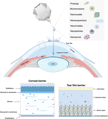 Figure 1 Schematic of drug delivery systems for delivering anti-cataract medications through ocular barriers to reach the lens.