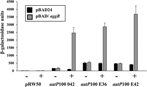 Figure 4. Activation of the aatP promoter from EAEC strains 042, E36 and E42. The figure illustrates measured β-galactosidase activities in E. coli K-12 BW25113 ∆lac cells, containing pRW50 carrying aatP100 promoter fragments from EAEC strains 042, E36 and E42. Cells also carried either pBAD/aggR (gray bars) or pBAD24 (black bars), and were grown in LB medium with (+) or without (-) 0.2% arabinose. β-galactosidase activities are expressed as nmol of ONPG hydrolyzed min−1 mg−1 dry cell mass. Each activity is the average of three independent determinations and standard deviations are shown for all data points