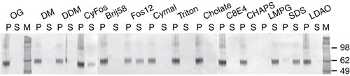 Figure 3. Solubilization of SLC17A3-eGFP produced in the P-CF mode by different detergents as shown by immunoblotting. Non-soluble membrane proteins were spun down and solubilized in different detergents with a final concentration of 2% for 2 h. Non-solubilized protein was removed by centrifugation and an equal amount of sample buffer was added. Same volumes of supernatant (S) and pellet (P) were loaded onto a 4–12% NuPAGE® gel, blotted and detected via an anti-GFP antibody. Used detergents are indicated above the corresponding lanes and listed in Table III.