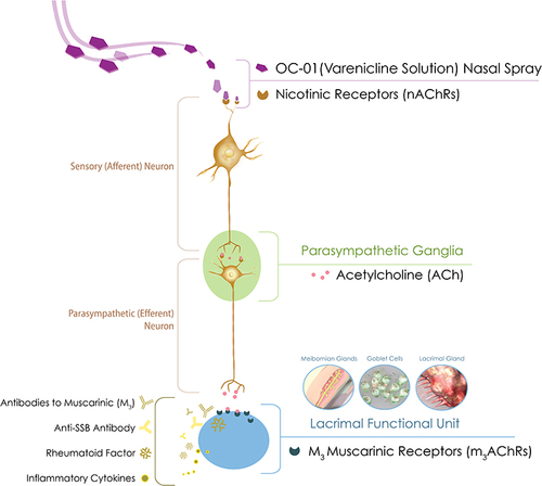 Figure 4 Nicotinic acetylcholine receptor agonist activation of trigeminal parasympathetic pathway and depiction of anti-muscarinic acetylcholine receptor antibodies present in Sjögren’s syndrome. For illustrative purposes only.