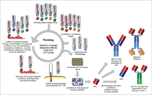 Figure 2. Schema of antibody (scFv) phage display selection, screening and reformating/production of other antibody formats (modified figure from reference Citation207).