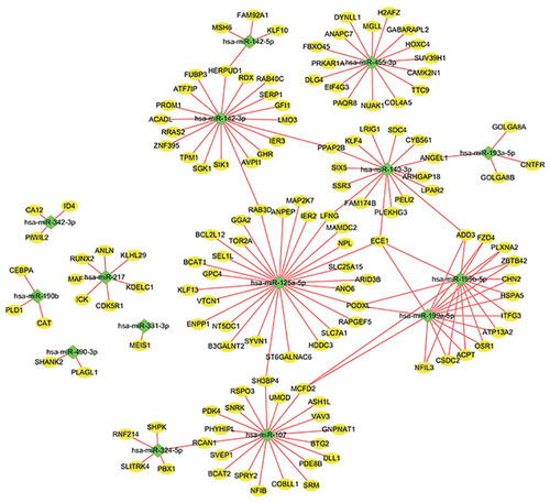 Figure 4 MiRNA–mRNA interaction network of key genes. To integrate the largest linker network in miRNA–mRNA interaction network. The shape of the node represents different types of genes: diamond, DEGs; oval, DEMIs.