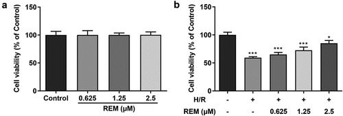 Figure 1. REM preconditioning enhances the viability of HCMECs after H/R The viability of HCMECs pre-treated with different concentrations of REM, detected under normal conditions (a) and under H/R conditions (b), detected with CCK-8. *P < 0.05, ***P < 0.001 vs Control