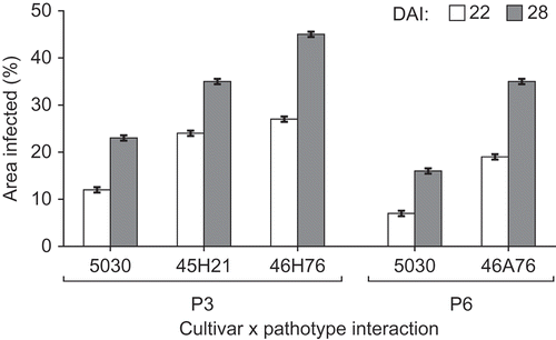 Fig. 1. Area (%) of the root cortex colonized by Plasmodiophora brassicae pathotypes P3 and P6 in four canola cultivars at 22 and 28 days after inoculation (DAI). Note: no cortical infection was observed in the resistant ‘45H29’ or in ‘45H21’ inoculated with P6, so these interactions are not presented.