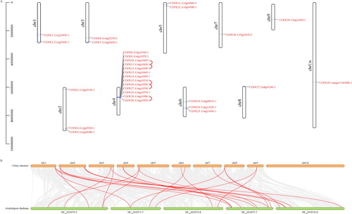 Figure 1. Chromosomal distribution of the CsCDPK genes (A) and synteny analysis of the CDPKs in Arabidopsis thaliana and Citrus sinensis (B). Note: In (A), chromosome numbers are provided at the top of each chromosome with the approximate size. The CsCDPKs were named CsCDPK1 to CsCDPK29 based on their order on the chromosomes. Red lines indicate the gene clusters with tandem duplications. In (B), grey lines in the background indicate the collinear blocks within the citrus and Arabidopsis genomes, while the blue lines highlight the syntenic CsCDPK gene pairs.
