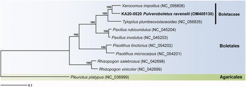 Figure 1. Phylogenetic tree of Pulveroboletus ravenelii and eight related taxa. Sequences of protein-coding regions in the mitochondrial genome were aligned using MAFFT and MEGA 7.0. Numbers in the nodes indicate bootstrap support values (>80%) from 1000 replicates.