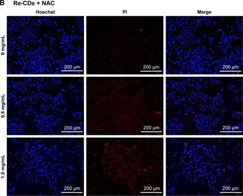 Figure 7 High-content imaging analysis of cell apoptosis and necrosis by Hoechst/PI double-staining method.Notes: (A) Samples only treated with different concentrations of Re-CDs. (B) Samples treated with Re-CDs and NAC simultaneously. There were clear cell apoptosis and necrosis phenomena in the group treated with Re-CDs. When co-incubated with NAC, cell apoptosis and necrosis had decreased.Abbreviations: NAC, N-acetyl-L-cysteine; PI, propidium iodide; Re-CDs, Re-based carbon dots.