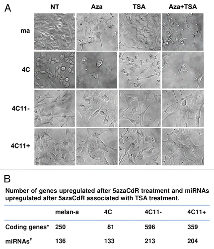 Figure 6 Alterations in cell phenotype, mRNA and miRNA expression after treatment with 5-Aza-CdR and TSA during melanoma genesis. The cell lines representing different steps of melanoma genesis were treated with 5-Aza-CdR and TSA in four different conditions, in RPMI medium with 10% FBS: (1) without any drug; (2) only with 10 µM 5-Aza-CdR for 48 h, (3) just with 40 nM TSA for 16 h and (4) with 10 µM 5-Aza-CdR for 48 h, followed by 40 nM TSA for 16 h. After 6 h, images were captured in an inverted microscope, with 20× magnification (A). Gene expression profile was determined by microarray in cell lines cultured as described in conditions 1 and 2 while miRNA expression patterns were established in lineages cultured in conditions 1 and 4. The number of genes upregulated after 5-Aza-CdR treatment and the number of miRNAs increased after 5-Aza-CdR and TSA treatment are indicated in the table (B). Ma: non-tumorigenic melan-a melanocyte lineage; 4C: pre-malignant melanocyte lineage; 4C11−: non-metastatic melanoma cell line and 4C11+: metastatic melanoma cell line; NT: not treated and Aza: 5-Aza-CdR. *These numbers indicate genes upregulated after 5azaCdR treatment in each cell line compared with non-treated cells. This analysis was performed in microarrays containing the whole mouse genome and considered FDR and q = 5%. # Values indicating number of miRNAs which expression was increased at least two times after 5azaCdR and TSA treatment. A total of 585 miRNAs were analyzed.