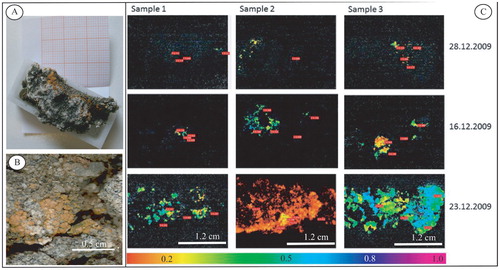 Figure 1. (A) Photograph of one original sample placed in 4.7 cm2 CO2 inert small plastic bowls while maintaining their natural arrangement. (B) Close-up of the same sample. The measured biological soil crust (BSC) is a conglomerate of several lichen thalli [Lecanora expectans Darb. and Caloplaca darbishirei (Hoffm.) Th. Fr.]. (C) False color chlorophyll fluorescence images of the effective quantum yield (Y) of photosystem II distribution over three 4.7 cm2 samples from continental Antarctica (Site Garwood), obtained using an Imaging Pulse Amplitude Modulated Fluorometer (PAM) (Walz GmbH, Effeltrich, Germany). Yield intensity is color coded covering a range from 0.0–1, with red indicating very low values and violet high values. Each column represents one individual sample. First row: a typical day without activity; second row: a typical activity pattern after short snowfall event; third row: activity pattern during the melting event after three days of continuous snow fall. Red flags indicate Yield values at a chosen area of interest in the picture. Dates are given as dd.mm.yyyy.