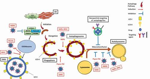 Figure 1. Modulation of the autophagy pathway by coronaviruses and proposal of novel smart drug-loaded nanoparticles to target this pathway to combat COVID-19. Schematic shows how coronaviruses interact with autophagy. The NSP6 protein of SARS and MHV induces the formation of autophagosomes but confines their expansion and blocks their maturation into autolysosomes. A similar effect is observed by PLpro-TM of SARS. Human CoVs (HCoVs) via their NSPs, and MHV induce the formation of LC3-I-coated DMVs needed for viral RNA transcription and replication. MERS decreases the level of BECN1 (beclin 1) and blocks fusion of autophagosomes with lysosomes. Chloroquine/hydroxychloroquine, emtricitabine/tenofovir, interferon alfa-2b, lopinavir/ritonavir and ruxolitinib, which are all under clinical trial for treatment of SARS-CoV-2, induce autophagosome accumulation by blocking their maturation into autolysosomes. Thus, designing nanoparticles for the targeted delivery of these drug to avoid their off-target effects will provide safe and effective powerful tools to combat COVID-19. ATG14: autophagy related 14; DMV: double-membrane vesicles; EDEMosome: LC3-I-positive endoplasmic reticulum-derived vesicles exporting short-lived ERAD regulators; ER: endoplasmic reticulum; LC3-I: processed MAP1LC3; LC3-II: lipidated MAP1LC3; MERS: Middle East respiratory syndrome; MHV: murine gammaherpes virus; NSP6: non-structural protein 6; PIK3C3/VPS34: phosphatidylinositol 3-kinase catalytic subunit type 3; PIK3R4/VPS15: phosphoinositide-3-kinase regulatory subunit 4; PtdIns3 K: class III phosphatidylinositol 3-kinase; PLpro-TM: membrane-anchored papain-like protease; SARS: severe acute respiratory syndrome; ULK1 complex: unc-51 like autophagy activating kinase 1.