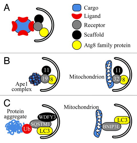 Figure 1. Receptor protein complexes in macroautophagy. (A) A general model of the receptor protein complex. (B) The Cvt pathway (left) and mitophagy (right) in yeast with their respective cargos (prApe1 complex, mitochondrion), ligand (prApe1 propeptide), receptors (Atg19 and Atg32), scaffold (Atg11) and Atg8 family protein (Atg8). (C) Aggrephagy (left) and mitophagy (right) in mammalian cells and their receptor protein complexes. BNIP3L might act as a “mammalian Atg32” being integral to the mitochondrial outer membrane and interacting with LC3. SQSTM1 binds to ubiquitin (Ub) conjugated to aggregated proteins and mediates their interaction with the autophagic scaffold (WDFY3) and Atg8 family protein (LC3); SQSTM1 might play a similar role during pexophagy, mitophagy and xenophagy. Note that SQSTM1 might also directly recognize several ligands for aggrephagy and xenophagy in a Ub-independent manner (Table 1).