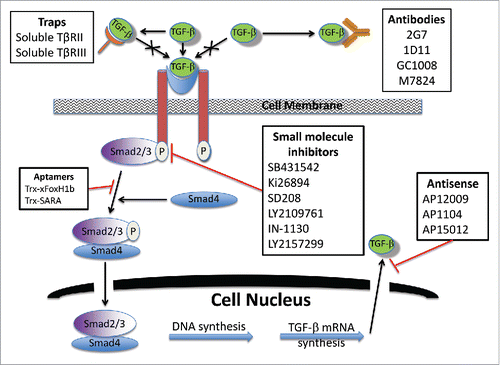 Figure 1. Mechanism of agents targeting transforming growth factor-β in cancer.