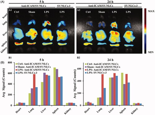 Figure 4. In vivo bio-distribution of anti-ICAM/SV/NLCs. (A) The fluorescence images of excised representative organs from mice. The column in each image sequentially showed the anti-ICAM/SV/NLCs bio-distribution in the representative organs of the healthy mice, saline-challenged mice and LPS-induced mice, from left to right. The non-targeted SV/NLCs-3 bio-distribution in the LPS-induced mice was reflected in the leftmost column. (B) The semi-quantified fluorescence intensity in the representative organs, expressed as the average fluorescence intensity (avg signal/counts).