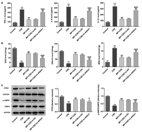Figure 5. Knockdown of ANXA1 enhances the inflammatory response and oxidative stress, and suppresses the FPR2/AMPK pathway of CSE-induced BEAS-2B cells treated with MP. (a) The levels of inflammatory factors TNF-α, IL-6 and IL-1β in MP+CSE-induced BEAS-2B cells transfected si-ANXA1 were determined by ELISA assay kits. (b) The levels of oxidative stress factors SOD, GSH-Px and MDA in MP+CSE-induced BEAS-2B cells transfected si-ANXA1 were determined by assay kits. (c) The expression of FPR2/AMPK pathway in MP+CSE-induced BEAS-2B cells transfected si-ANXA1 was analyzed by Western blot. ***P < 0.001 vs. Control group. ###P < 0.001 vs. CSE group. $P < 0.05 and $$$P < 0.001 vs. MP + CSE group. @P < 0.05 and @@@P < 0.001 vs. MP + CSE + si-NC group.