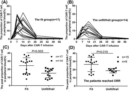 Figure 3. The expansion of anti-CD19 CAR T-cells. (A) The proportions of anti-CD19 CAR T-cells changed within 60 days after infusion in the fit group (n = 17). (B) The proportions of anti-CD19 CAR T-cells changed within 60 days after infusion in the unfit/frail group (n = 14). (C) The peak proportion of anti-CD19 CAR T-cells in the fit group was significantly higher than that in the unfit/frail group (24.59%±9.39% vs. 15.21%±5.30%; p=.003). (D) The proportion of anti-CD19 CAR T-cells in patients with an ORR was higher in the fit group than in the unfit/frail group (29.12%±8.41%% vs. 18.78%±2.57%; p=.019).