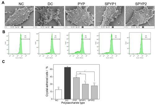 Figure 7 Adhesion of nano-COM crystals on damaged cells before and after repair by PYPs with different –OSO3– content. (A) SEM observation; (B) quantitative detection of the proportion of cells with adhered FITC-labeled nano-COM crystals by flow cytometry; (C) statistical results of the proportion of cells with adhered crystals. Polysaccharide concentration: 100 μg/mL; oxalate concentration: 2.6 mmol/L: injury time: 3.5 h; repair time: 12 h. Compared with DC group, *P<0.05; **P<0.01.