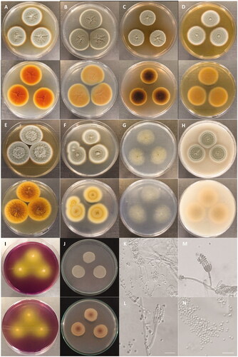 Figure 3. Characteristics of Penicillium vietnamense (VTCC 930029 = DW14M) grown on different media. Colony on (A) CYA 25 °C; (B) CYA 30 °C; (C) CYA 37 °C; (D) MEA 25 °C; (E) YESA 25 °C; (F) CYAS 25 °C; (G) CZ 25 °C; (H) OA 25 °C; (I) CREA 25 °C; (J) PDA 25 °C (top: obverse, bottom: reverse). (K–M) Conidiophores; (N) Conidia (Scale bar = 10 μm in (K)–(N)).