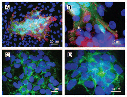 Figure 1 A net-like structure is observed during fusion of HEK-TetOn cells with CHO cells. (A and B) HEK-TetOn cells that express FGFRL1 on their cell surface were seeded together with CHO cells that had been transfected with a GFP construct, which is under the control of the Tet transactivator protein. Photographs of two syncytial cells were taken at different magnifications. FGFRL1 at the surface of the syncytia was stained with a monoclonal antibody, followed by a Cy3 labeled secondary antibody (red). GFP (green) is expressed after the Tet transactivator protein has diffused from the HEK-TetOn cells to the CHO cells. At higher magnification, a net-like structure with pores (arrow) becomes visible. (C and D) The net-like structure is also observed when the HEK-TetOn cells were cultivated without the CHO cells. In this case, FGFRL1 was stained with the monoclonal antibody, followed by a Cy2-labeled secondary antibody (green). When the HEK-TetOn cells were seeded at higher density, the net-like structures are found to be distributed around the entire cells.