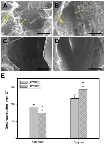 Figure 12 Scanning electron microscopy images of (A and B) the constructs prepared from 5 days’ cultivation of the rabbit corneal keratocytes on scaffold samples and (C and D) the cell-free scaffolds (large arrow indicates cell, fine arrow indicates extracellular matrix). Groups are labeled according to chondroitin-4-sulfate concentration used: (A and C) GCS000 (0% (w/v)) and (B and D) GCS025 (0.25% (w/v)). (E) Gene expression level of keratocan and biglycan in rabbit corneal keratocytes grown on tissue culture polystyrene and scaffold samples GCS000 and GCS025 for 5 days by real-time reverse transcription polymerase chain reaction.Notes: Scale bars, 20 μm; glyceraldehyde-3-phosphate dehydrogenase was used for normalization; data in the experimental groups are percentages relative to that of tissue culture polystyrene groups; an asterisk indicates statistically significant differences (*P < 0.05; n = 3) as compared with the GCS000 groups.