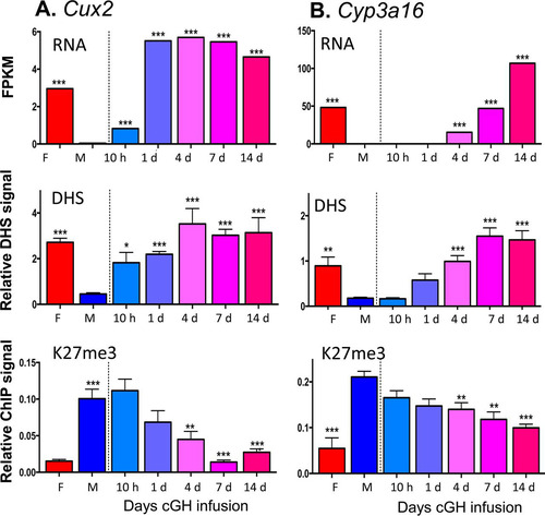 FIG 6 Effects of cGH infusion on expression, chromatin accessibility, and H3-K27me3 marks for the female-biased genes Cux2 (A) and Cyp3a16 (B). Shown at the top are RNA-seq analysis results for liver total RNA isolated from intact female and sham-treated males and from male mice infused with cGH for 10 h or for 1, 4, 7, or 14 days. Gene expression data are expressed as FPKM. Shown in the middle are the results of a qPCR analysis of genomic DNA fragments released from DNase I-digested liver nuclei isolated from individual mice from the same treatment groups shown in the top panel. qPCR was carried out using primers that target a female-biased open chromatin region nearby Cux2 or Cyp3a16. DHS qPCR data were normalized to a sex-independent DHS site nearby Tram2. Shown at the bottom are the results of a qPCR analysis of genomic DNA fragments immunoprecipitated with anti-H3K37me3 from individual mice from the same treatment groups shown in the top and middle panels. Data were normalized to a H3K27me3-enriched site at the Hoxb gene region. Data shown are means ± SEM based on n = 6 to 10 livers per group. Significance values determined by ANOVA are indicated in each figure (*, P < 0.05; **, P < 0.01; ***, P < 0.001). Primers used for qPCR analysis are listed in Table S6 in the supplemental material.