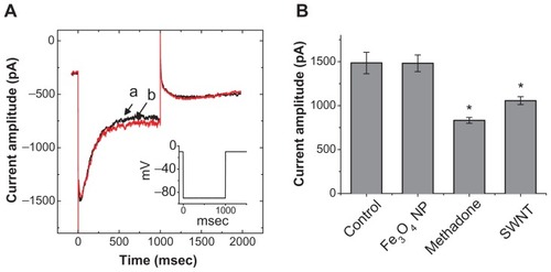 Figure 6 No effect of Fe3O4 NPs on IK(erg) in GH3 cells. In these experiments, cells were bathed in a high-K+, Ca2+-free solution. Each cell was held at −10 mV and a 1-second long hyperpolarizing pulse from −10 to −90 mV at a rate of 0.01 Hz was applied. (A) Superimposed IK(erg) obtained in the absence (a) and presence (b) of 100 μg/mL Fe3O4 NPs. The inset indicates the voltage protocol used. (B) Bar graph showing summary of the effects of Fe3O4 NPs (100 μg/mL), methadone (10 μM), and single-walled nanotubes (30 μg/mL) on IK(erg) (mean ± standard error of the mean; n = 5–7 for each bar). The peak amplitude of IK(erg) in response to membrane hyperpolarization from −10 to −90 mV was measured in each cell. IMEP amplitudes obtained in different concentrations of NPs were measured at −200 mV.Note: *Significantly different from control.Abbreviations: Fe3O4 NPs, magnetite nanoparticles; SWNT, single-walled nanotubes.