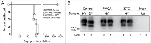 Figure 4. PMCA treatment of HY TME does not affect its infectivity. (A) Survival of Syrian hamsters following i.c. inoculation of HY TME control (□) HY TME in MoPrP0/0 subjected to one round of PMCA (▵) HY TME in MoPrP0/0 at 37°C without sonication (⋄) and Mock inoculated hamster (○) (n = 5 per experimental group). (B) Western blot analysis of brain homogenate from hamsters inoculated with sonicated HY TME in MoPrP0/0 (lanes 3–4); HY TME in MoPrP0/0 incubated at 37°C without sonication (lanes 5–6); and mock uninfected (lanes 7–8). The migration of the 19 and 21 kDa unglycosylated PrPSc polypeptides is indicated on the left of panel B.