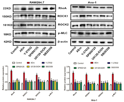 Figure 2. Protein levels of RhoA, ROCK1, ROCK2 and p-MLC in RAW264.7 and Ana-1 cells. *P < 0.05 vs. Control group, #P < 0.05 vs. AEm group.