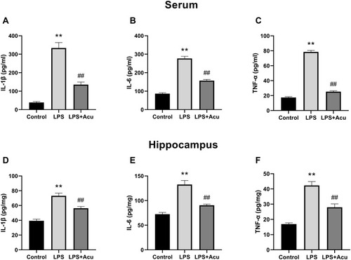 Figure 2 Effect of electroacupuncture on proinflammatory factors in the serum and hippocampus. IL-1β, IL-6, and TNF-α levels in the plasma (A–C), IL-1β, IL-6, and TNF-α levels in the hippocampus (D–F). Data are expressed as the mean ± SEM, (n = 8–10). **P < 0.01 compared to the control group; ##P < 0.01 compared to the LPS group.