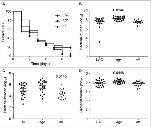 Figure 4. Relative virulence of S. aureus agr and atl mutants in acute sepsis. (A) Kaplan-Meier survival curves are shown for LAC and the indicated isogenic mutants. Number of cfu observed in homogenates prepared from (B) heart, (C) spleen, and (D) kidney. The number above each scatter plot cluster indicates the p value for each mutant found to significantly different by comparison to LAC. Bars represent the mean ± SEM of log10 transformed values