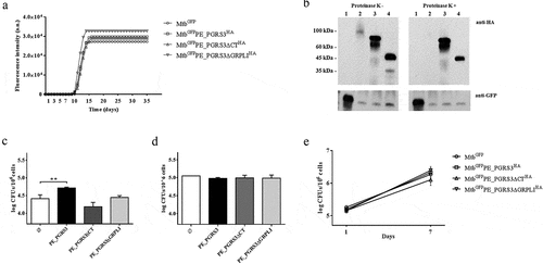 Figure 4. Over-expression of the PE_PGRS3 enhances Mycobacterium tuberculosis cell entry in pneumocytes, but not in murine macrophages or human peripheral blood mononuclear cells (PBMCs)