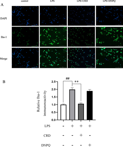 Figure 9 Effect of CRD-containing serum on the expression of Iba-1 in BV2 microglia cells. (A and B) Immunofluorescence analysis of Iba-1 proteins in BV2 microglia cells (Scale bar=200μm). Data are presented as the mean ± SD (n=6), ##p<0.01 versus the control group; **p<0.01 versus the LPS group.
