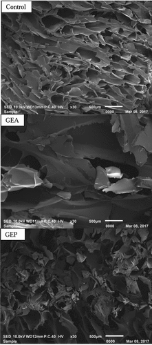 Figure 3. SEM images of control (C), GEA, and GEP gelatin samples extracted at the level of 20 unit of enzyme/g of wet skin. Magnification: 30⨰