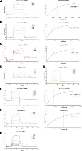 Figure 7 The surface plasmon resonance (SPR) assay of the interaction of formononetin with NFKB1, isoliquiritin with TNF-α, MMP9 proteins, liquiritin with MMP9, and bavachin, bavachinin A, liquiritin, ononin with MAPK1. (A) The SPR curves of formononetin binding to NFKB1 (left) and the representative binding curve (right). (B) The SPR curves of isoliquiritin binding to TNF-α (left) and the representative binding curve (right). (C) The SPR curves of isoliquiritin binding to MMP9 (left) and the representative binding curve (right). (D) The SPR curves of liquiritin binding to MMP9. (E) The SPR curves of bavachin binding to MAPK1. (F) The SPR curves of bavachinin A binding to MAPK1 (left) and the representative binding curve (right). (G) The SPR curves of ononin binding to MAPK1 (left) and the representative binding curve (right). (H) The SPR curves of liquiritin binding to MAPK1.