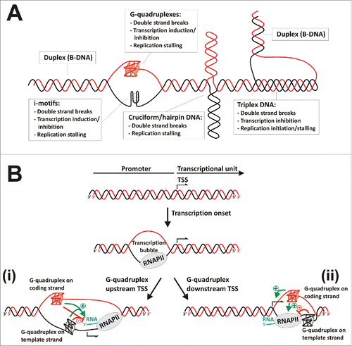 Figure 1. Non-canonical DNA secondary structures influencing transcription. (A) Scheme representing the most relevant non-canonical DNA secondary structures and their effects on genome and gene expression. (B) Transcriptional regulation by G-quadruplexes. After transcription onset, transcription bubble generates transiently exposed single-strand segments able to fold as G-quadruplexes. Two putative scenarios are represented (i) G-quadruplexes may form upstream the transcription start site (TSS), causing positive or negative effects on transcription depending on their capability of interfering with RNA Polymerase II or transcription factors binding, recruiting G-quadruplex binding proteins or maintaining an open DNA conformation that facilitates transcription re-initiation. (ii) G-quadruplexes may form downstream the TSS, usually causing positive effects on transcription when located in the coding strand due to favoring transcription re-initiation, or negative effects on transcription when located in the template strand due to stalling the progression of RNA polymerase.