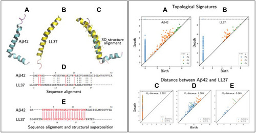 Figure 1 Similarities measures between peptides (specifically Aβ42 and LL-37). Left panel, (A) 3D structure of Aβ42 in an apolar environment; data from PDB (RCSB Protein Data Bank, http://www.rcsb.org, PDB ID 1IYT) shown using PyMol software. (B) 3D structure of human host defense cathelicidin LL-37 (RCSB Protein Data Bank, PDB ID 2K6). (C) Structural superposition/alignment of 3D structures of Aβ42 and LL-37 represented in blue and yellow colors, respectively. The yellow colored lines represent actual alignments the algorithm has predicted shown using PyMol. (D) Sequence alignment of Aβ42 and LL-37 using the Clustal Omega shareware (http://expasy.org/proteomics). Identical amino acid residues are indicated by vertical solid red lines and amino acids possessing similar properties, by dashed vertical dotted black lines. (E) Sequence alignment of Aβ42 and LL-37 using PyMol alignment plugin using method “super” whose algorithms can be looked at (http://pymolwiki.org/index.php/Align). Vertical red lines represent the sequence that gets aligned/superimposed in the 3D structure as shown in (C). Right panel, (A) Topological signatures of Aβ42, which persist (birth/death) across scales. The invariants (H0,1,2) are computed with RIpser software (https://ripser.scikit-tda.org/en/latest/), where the input is the peptide as a point cloud. In this case we generated the point cloud in which each point represents one the centroid of the amino acid residue. (B) Topological signatures of LL-37. (C–E) Compares three topological signatures of Aβ42 and LL-37 using bottleneck distances, which shows some level of topological similarities.