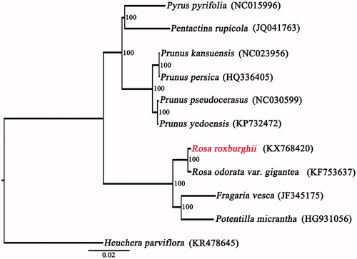 Figure 1. Maximum likelihood (ML) tree was constructed with other nine CP genome sequences of Rosaceae, Heuchera parviflora (KR478645) was used as the outgroup. Bootstrap support values (%) are indicated in each node. GenBank accession numbers: Prunus kansuensis (NC023956), P. persica (HQ336405), P. pseudocerasus (NC030599), P. yedoensis (KP732472), Pyrus pyrifolia (NC015996), Pentactina rupicola (JQ041763), Potentilla micrantha (HG931056), Fragaria vesca (JF345175), and Rosa odorata var. gigantea (KF753637).