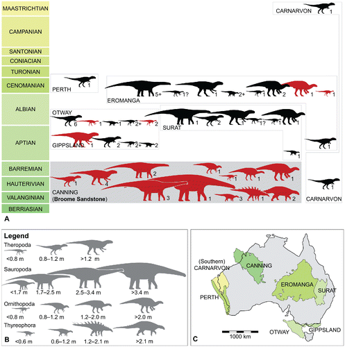 FIGURE 66. A, temporal distribution and taxonomic diversity of Australian Cretaceous dinosaurian faunas, grouped according to depositional basin. Black silhouettes denote taxa based on body fossils, red silhouettes denote ichnotaxa or track morphotypes. The height of each box denotes the age of the main formations in which the fossils occur rather than the entire age range of the depositional basin. B, size categories based on approximate hip height. C, relative positions of Cretaceous depositional basins across Australia, adapted from Turner et al. (Citation2009:fig 1).