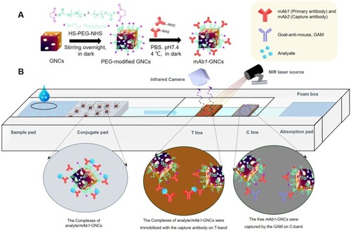 Scheme 1 Schematics of CLFA based on GNCs with high photothermal conversion efficiency and deep penetration ability under NIR irradiation. (A) Conjugation of antibody onto GNCs. (B) Principle diagram of the generation, collection, and detection of heat signal in C-band and T-band of CLFA strips.Abbreviations: HS-PEG-NHS, Thiol-polyethylene glycol-succinyl imide ester; GNCs, gold nanocages; CLFA, calorimetric lateral flow assays.