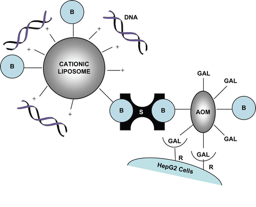 Figure 1.  Schematic representation of the cell-specific modular complex formed between DNA, biotinylated liposomes, streptavidin, and dibiotinylated AOM. Chol-T is the liposome cationic component. B = biotin; S = streptavidin; AOM = asialoorosomucoid; R = asialoglycoprotein receptor. Drawing not to scale.