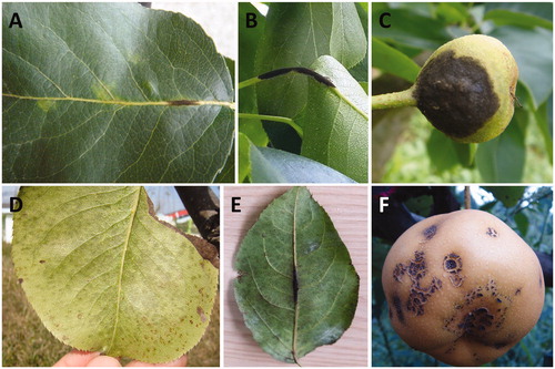 Figure 1. Typical symptoms of pear scab. Irregular dark sooty spots (A) on leaf vein, (B) petiole, and (C) young fruit in early growing season. Irregular mild sooty spot (D) on magnified leaf surface, (E) along the midrib and major lateral veins on the leaf surface, and (F) on mature fruit in late growing season.