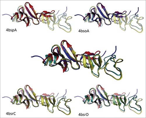 Figure 1. Structural characterization of the Fu1/Fu2-containing region of Rspo1 in its unbound (PDB ID: 4BSP-A, red ribbon and 4BSO-A, blue ribbon) and bound forms (PDB ID: 4BSR-C, yellow ribbon and 4BSR-D, cyan ribbon).Citation59 Results of multiple structure alignment are shown in the middle of the plot, whereas individual chains are located around. To show location of each individual chain within the aligned structural ensemble, the remaining structures are made transparent. Multiple structural alignment was conducted using the MultiProt tool (http://bioinfo3d.cs.tau.ac.il/MultiProt/).Citation198 Resulting structures are drawn using the visual molecular dynamic tool VMD.Citation199