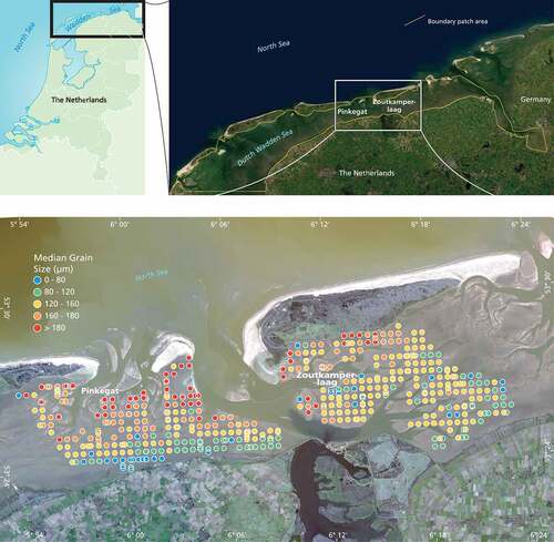 Figure 2. (Top) Study sites, Pinkegat and Zoutkamperlaag in the Dutch Wadden Sea, the Netherlands. The inset shows the Netherlands, and the yellow line indicates the outline of regions that were used to create image patches for the training dataset. (Bottom) Median grain size from Synoptic Intertidal Benthic Survey (SIBES) data for 2018. Source background image: Sentinel-2, 2018.