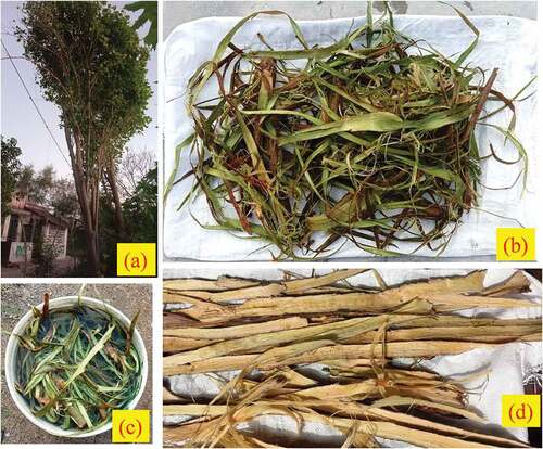 Figure 1. Fiber extraction stages (a) Leucaena leucocephala tree (b) Extracted bark (c) Water retting (d) Extracted fibers.